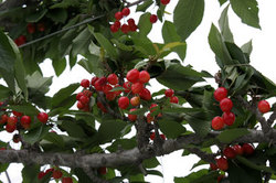 2009.6.31Cherry2.jpg